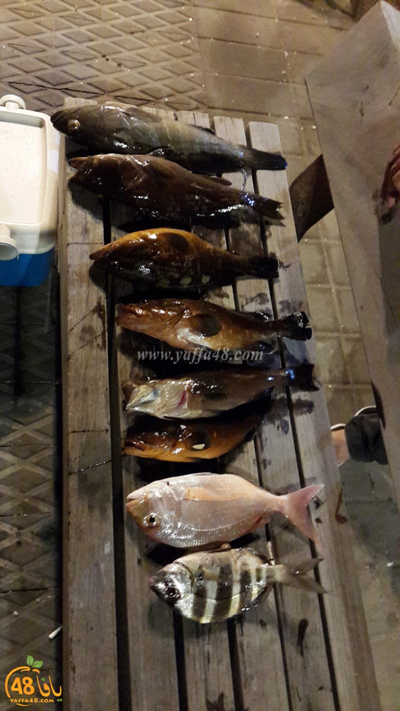 isma3el abo el teef (4).jpg